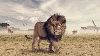 高清非洲雄狮摄影图