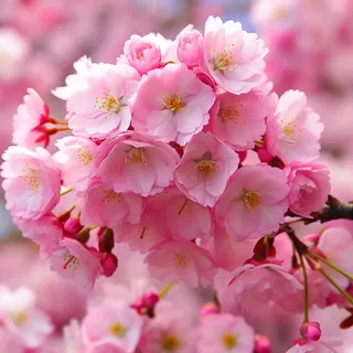 粉色樱花细节特写摄影图