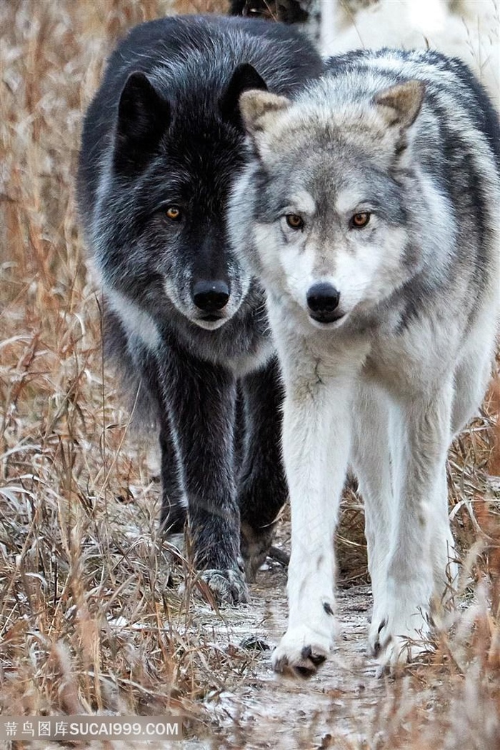 高清行走的两只狼图片