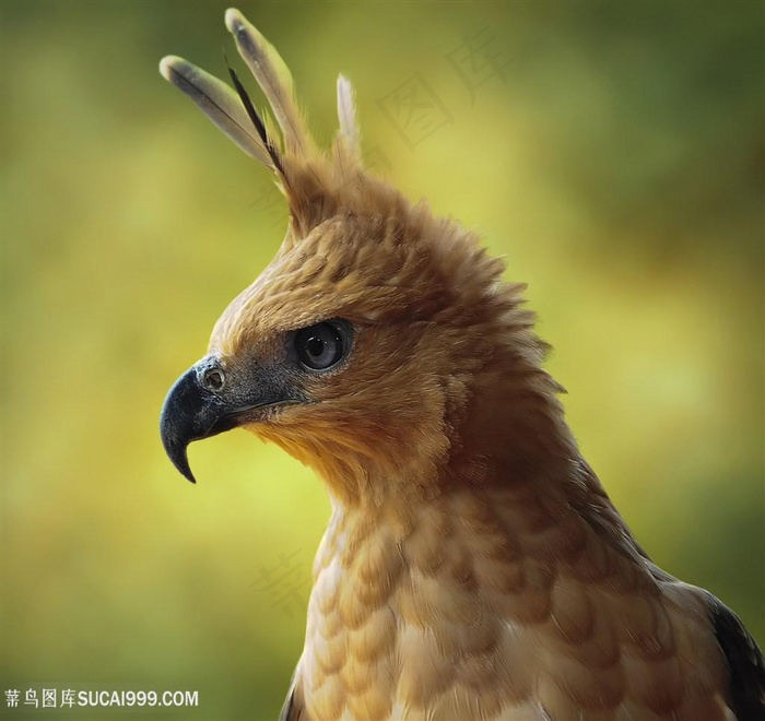 高清威猛鹰雕摄影图片鸟图片