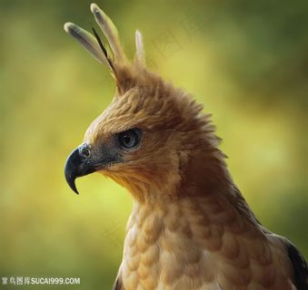 高清威猛鹰雕摄影图片鸟图片