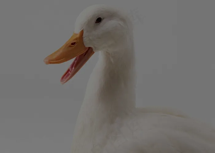 家禽 29