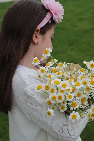 白色纯洁雏菊摄影素材