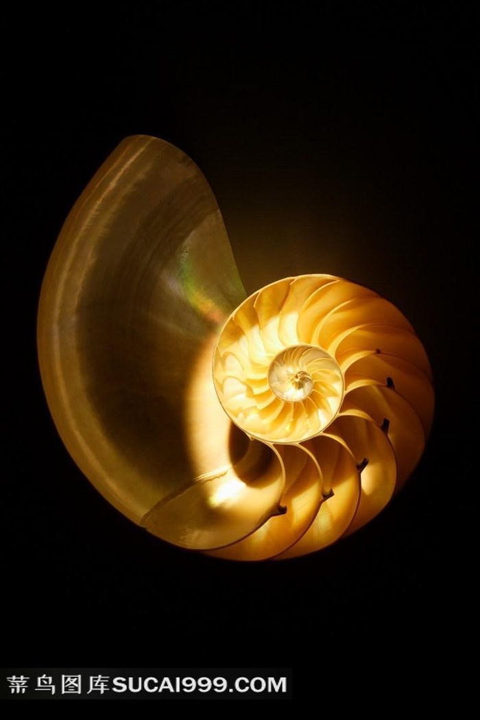 大海的贝壳和海螺写真