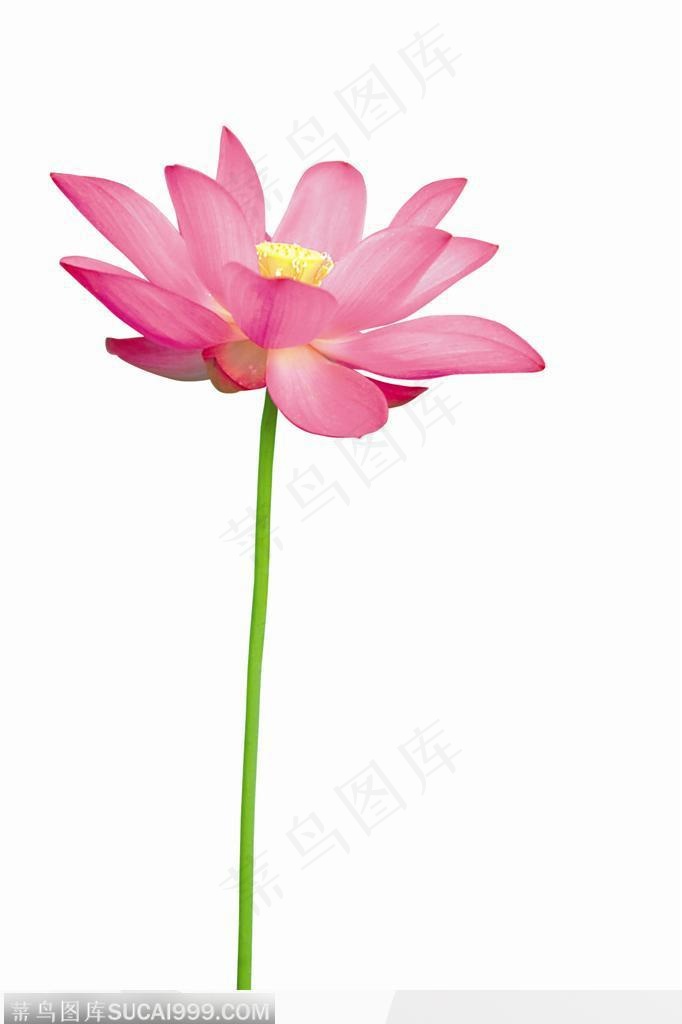 飘逸荷花-漂亮的荷花