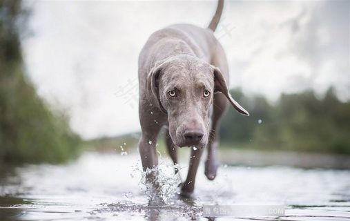 水里奔跑的威玛猎犬狗狗图片