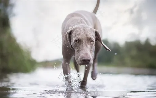 水里奔跑的威玛猎犬狗狗图片 水里奔跑的威玛猎犬狗狗图片