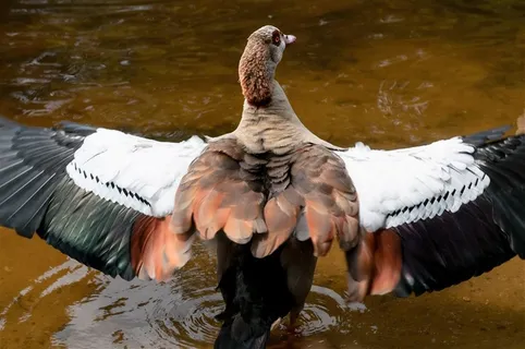 一只水边休憩的埃及雁摄影高清图片 一只水边休憩的埃及雁摄影高清图片