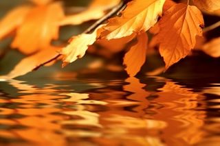 秋天枫叶红了水面倒影风景背景