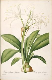 雷杜德原版高清唯美花卉叶子花草图谱