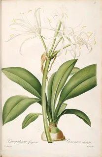 雷杜德原版高清唯美花卉叶子花草图谱