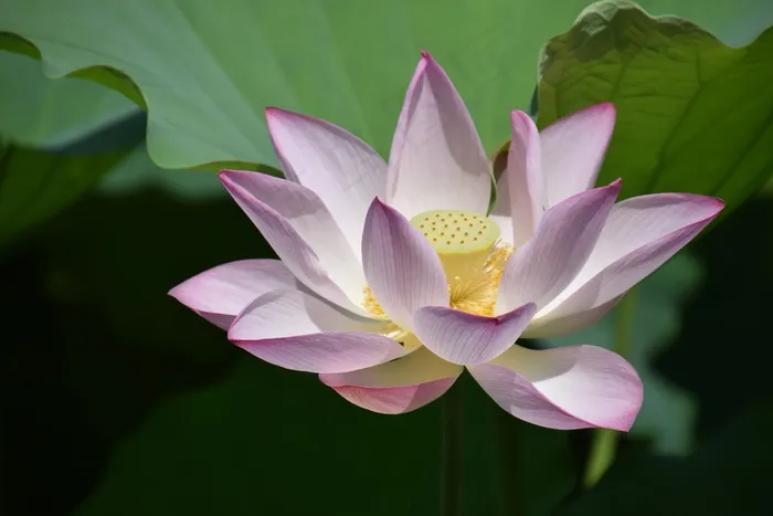 荷花高清图片