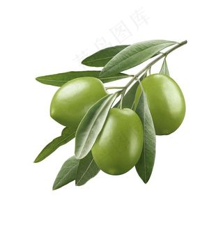 结满枝头的橄榄高清图片