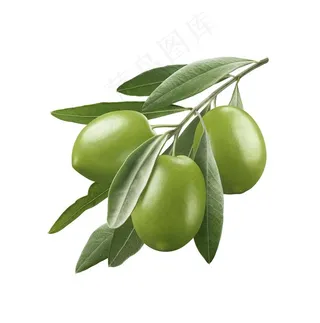 结满枝头的橄榄高清图片