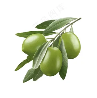 结满枝头的橄榄高清图片 结满枝头的橄榄高清图片