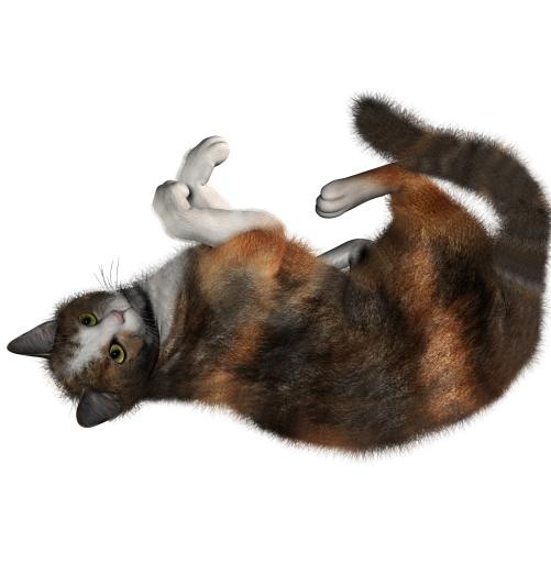 猫 PNG 图像免抠