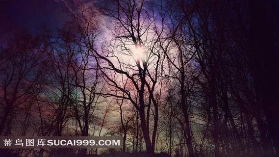 树林和太阳唯美风光素材图片