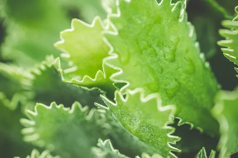 小清新绿色蕨类植物图片 小清新绿色蕨类植物图片