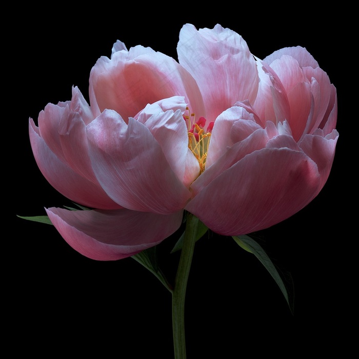 超高清粉色芍药鲜花图片