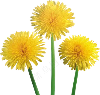 手绘草本中药药材 手绘草本中药药材