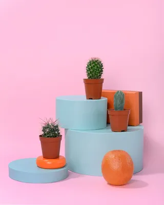 绿色仙人掌仙人球摄影素材