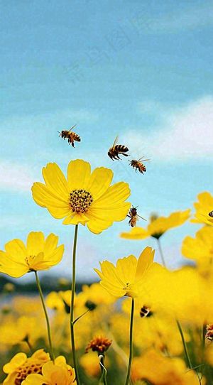 清新春天蓝天花丛黄色小花朵蜜蜂，春分摄影图