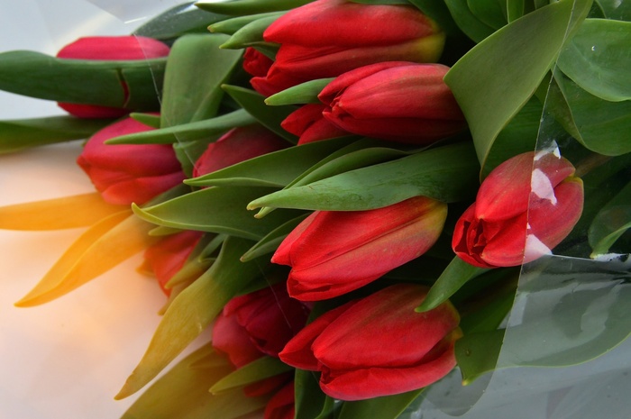 花, 性质, 植物, 郁金香, 叶植物, 花卉, 花束, 盛开, 花瓣