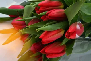 花, 性质, 植物, 郁金香, 叶植物, 花卉, 花束, 盛开, 花瓣