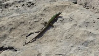 干旱地蜥蜴图片