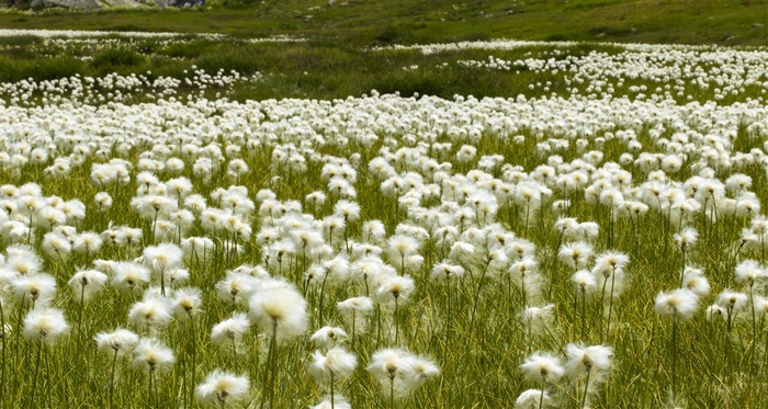 一片毛茸茸的小野花