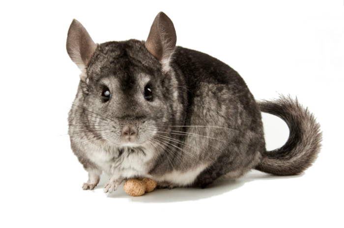龙猫动物生物