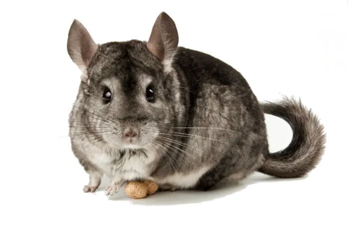 龙猫动物生物