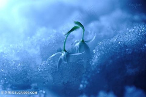 唯美雪地里的白色鲜花图片