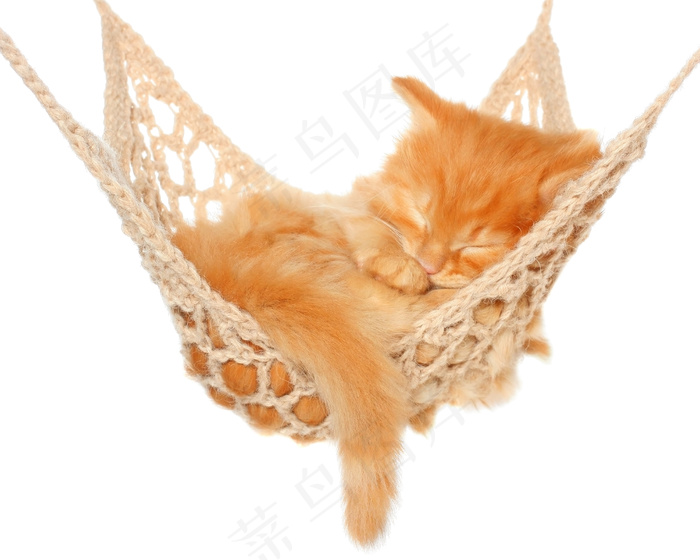 吊床上睡觉的萌猫图片
