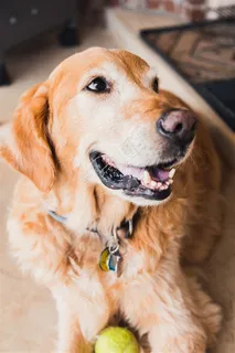 可爱的金毛犬素材图 可爱的金毛犬素材图