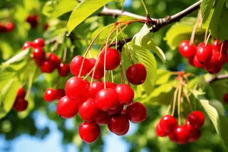 阳光下的樱桃果树摄影图