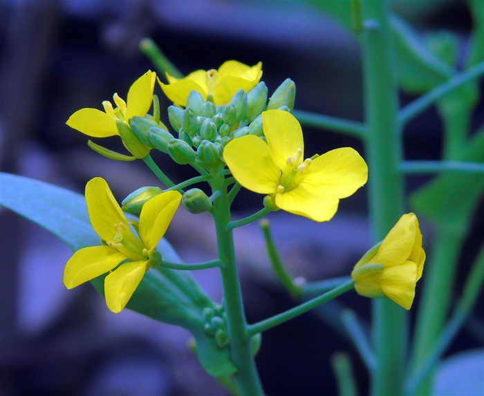 美丽的油菜花高清图片
