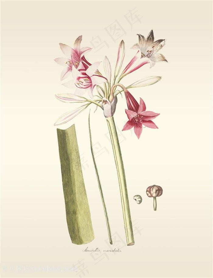 静物水彩花卉插画