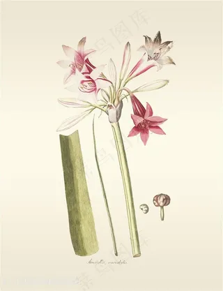 静物水彩花卉插画