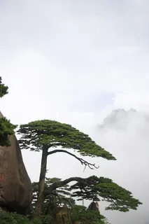 黄山奇松图片-第14张