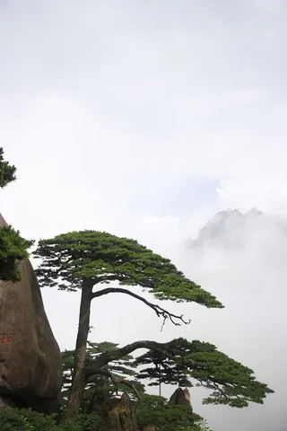 黄山奇松图片-第14张
