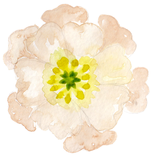 唯美森系手绘水彩花朵 免抠