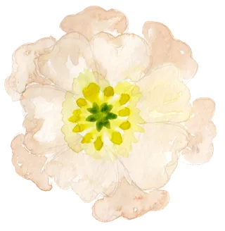 唯美森系手绘水彩花朵 免抠