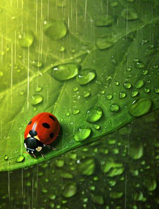 下雨，绿色树叶上，七星瓢虫，雨水，惊蛰，谷雨，春天摄影图