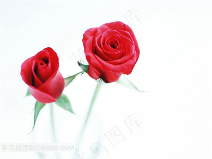 两朵娇艳的红玫瑰鲜花素材