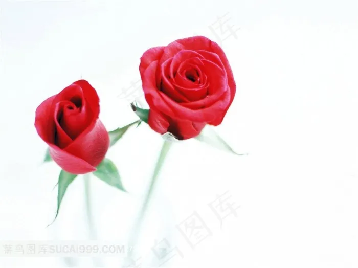 两朵娇艳的红玫瑰鲜花素材