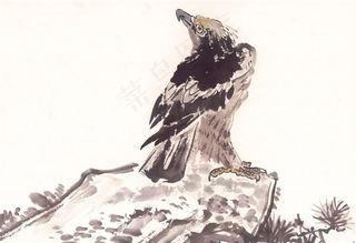 野生动物绘画摄影图片