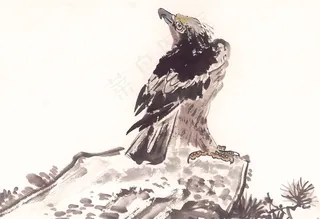 野生动物绘画摄影图片