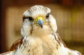 猫头鹰头部特写图片