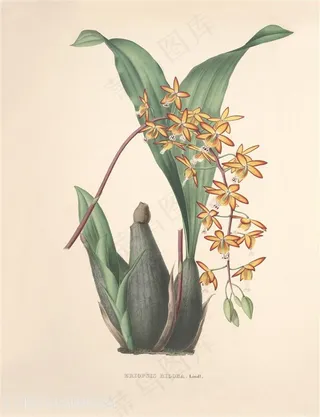 复古中式手绘兰花复古插画